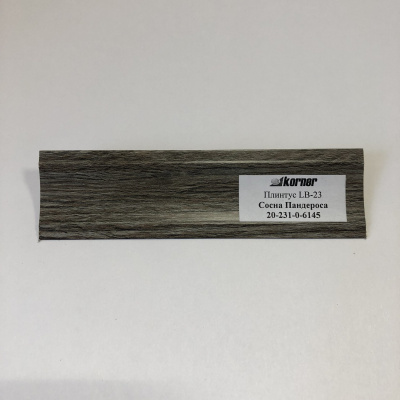 LB23_6145 Сосна Пандероса